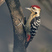 Fulvous-breasted Woodpecker